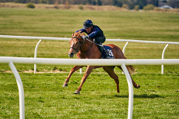 2021-04-12-Dominic-James-Craven-Breeze-Up-Sales-0948