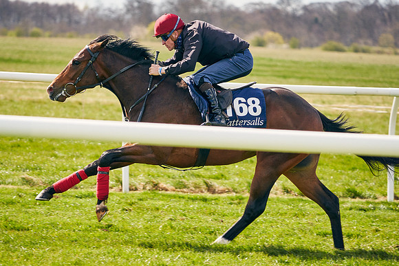2021-04-12-Dominic-James-Craven-Breeze-Up-Sales-0984