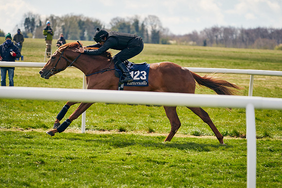 2021-04-12-Dominic-James-Craven-Breeze-Up-Sales-0910
