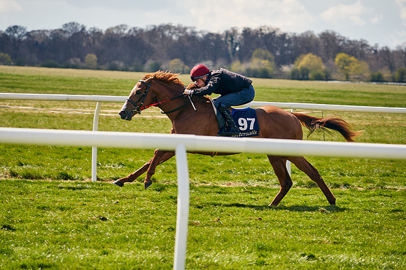 2021-04-12-Dominic-James-Craven-Breeze-Up-Sales-1115