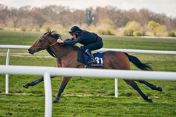 2021-04-12-Dominic-James-Craven-Breeze-Up-Sales-1212