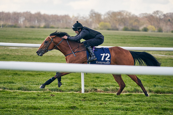 2021-04-12-Dominic-James-Craven-Breeze-Up-Sales-1238