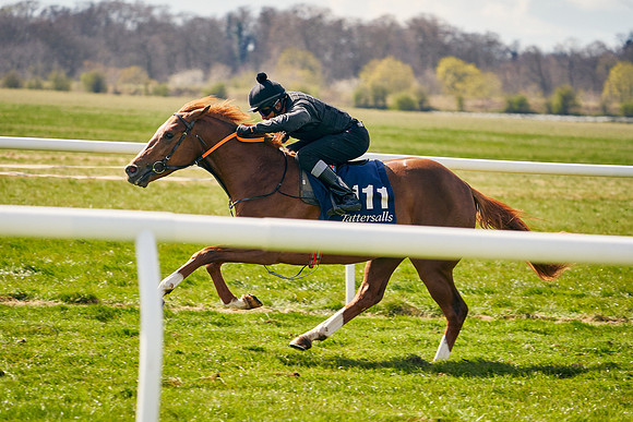 2021-04-12-Dominic-James-Craven-Breeze-Up-Sales-1078