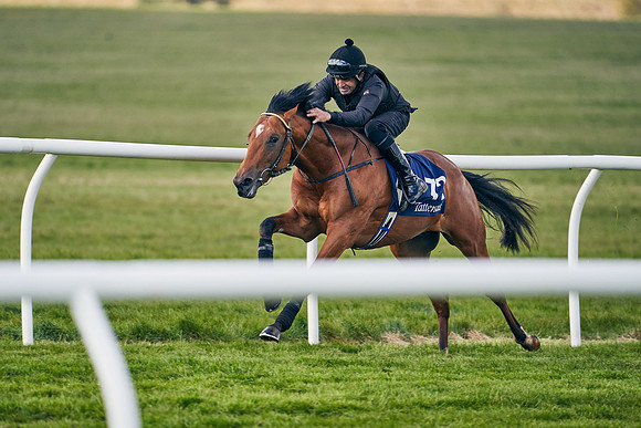 2021-04-12-Dominic-James-Craven-Breeze-Up-Sales-1233