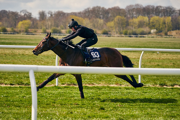 2021-04-12-Dominic-James-Craven-Breeze-Up-Sales-1189