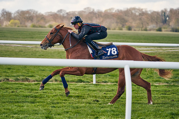 2021-04-12-Dominic-James-Craven-Breeze-Up-Sales-1225
