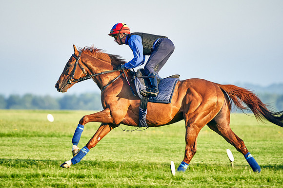 Stradivarius under Frankie