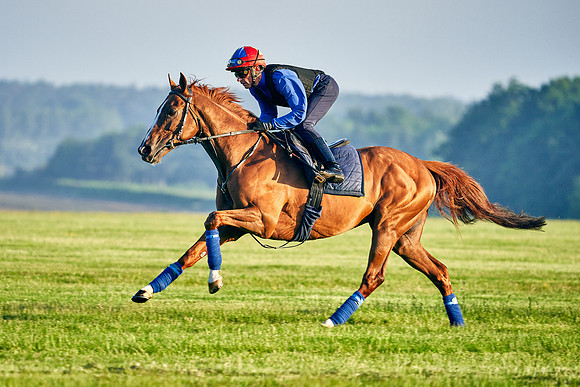 Stradivarius under Frankie