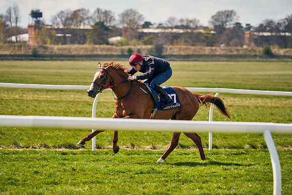 2021-04-12-Dominic-James-Craven-Breeze-Up-Sales-1112