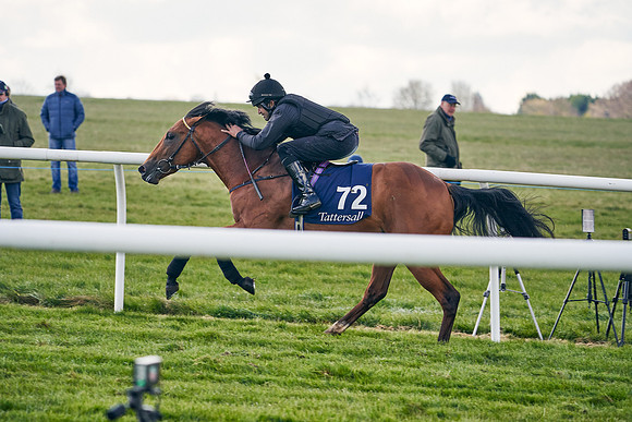 2021-04-12-Dominic-James-Craven-Breeze-Up-Sales-1244