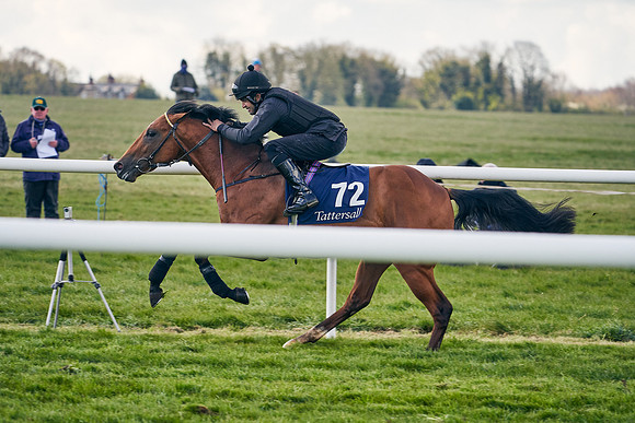 2021-04-12-Dominic-James-Craven-Breeze-Up-Sales-1240