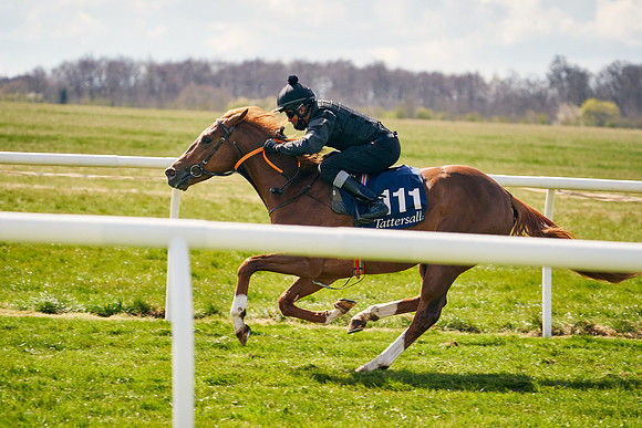 2021-04-12-Dominic-James-Craven-Breeze-Up-Sales-1082
