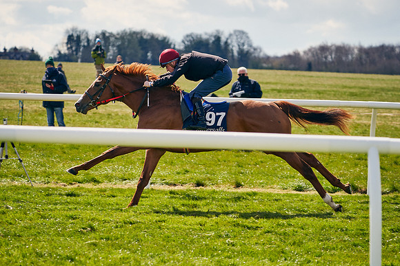 2021-04-12-Dominic-James-Craven-Breeze-Up-Sales-1119