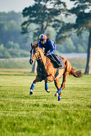 Stradivarius under Frankie