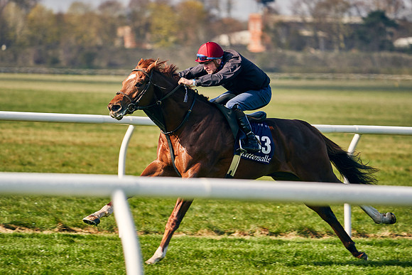2021-04-12-Dominic-James-Craven-Breeze-Up-Sales-0035