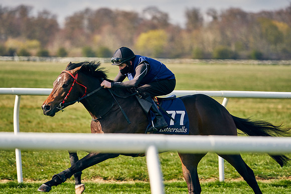 2021-04-12-Dominic-James-Craven-Breeze-Up-Sales-0012