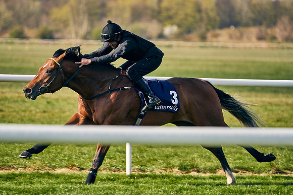 2021-04-12-Dominic-James-Craven-Breeze-Up-Sales-0009
