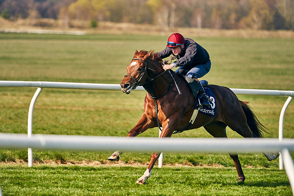 2021-04-12-Dominic-James-Craven-Breeze-Up-Sales-0033