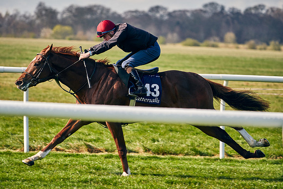 2021-04-12-Dominic-James-Craven-Breeze-Up-Sales-0037