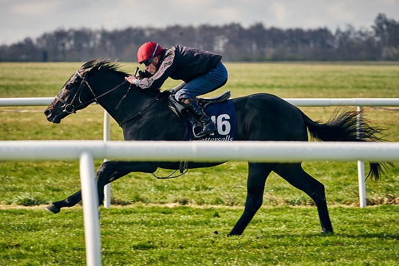 2021-04-12-Dominic-James-Craven-Breeze-Up-Sales-0168