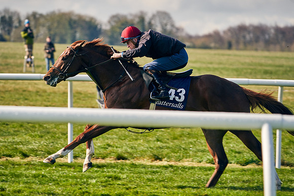 2021-04-12-Dominic-James-Craven-Breeze-Up-Sales-0038