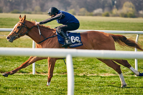 2021-04-12-Dominic-James-Craven-Breeze-Up-Sales-0114