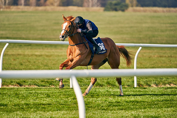 2021-04-12-Dominic-James-Craven-Breeze-Up-Sales-0109