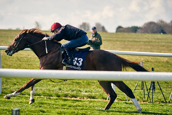 2021-04-12-Dominic-James-Craven-Breeze-Up-Sales-0041