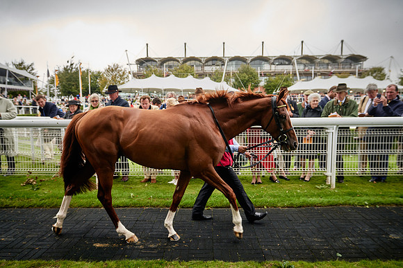 QGF2019_DominicJames-01796