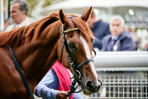 QGF2019_DominicJames-00679