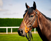 014B Richard Hannon