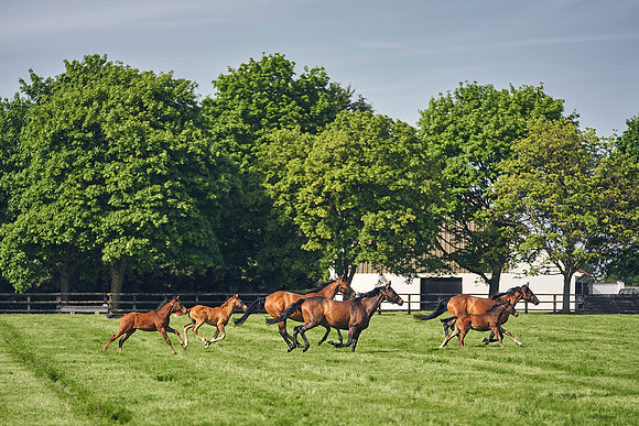 The-National-Stud-Dominic-James_DJ_5455