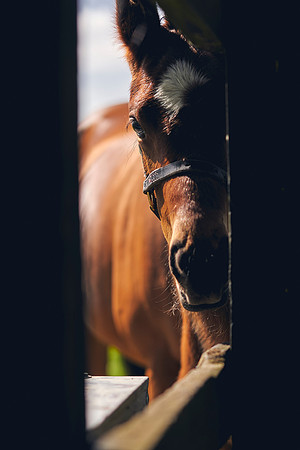 The-National-Stud-Dominic-James_DOM9884