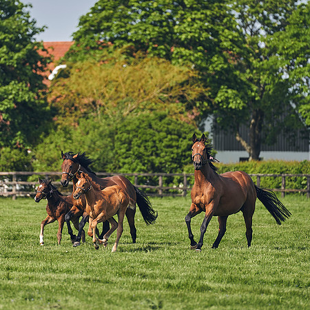 The-National-Stud-Dominic-James_DJ_5386