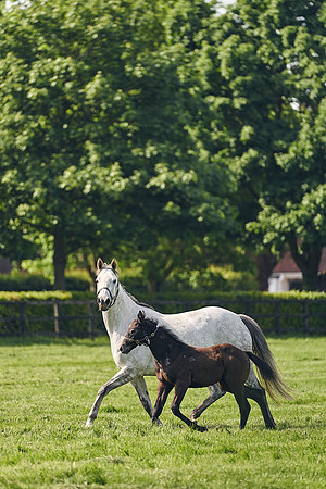 The-National-Stud-Dominic-James_DJ_5474