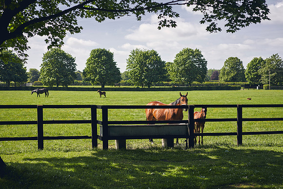 The-National-Stud-Dominic-James_DOM9878
