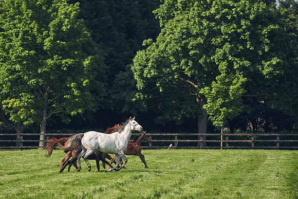 The-National-Stud-Dominic-James_DJ_5436