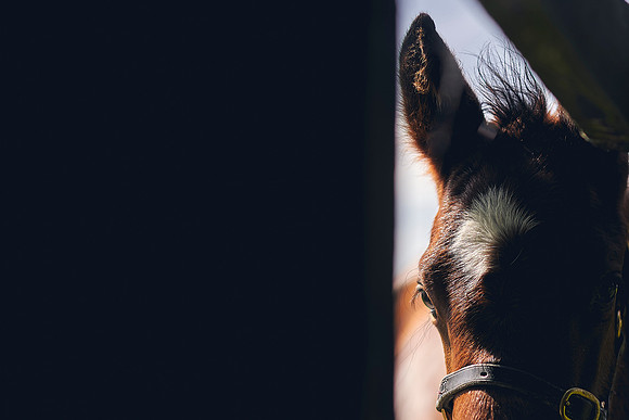 The-National-Stud-Dominic-James_DOM9887