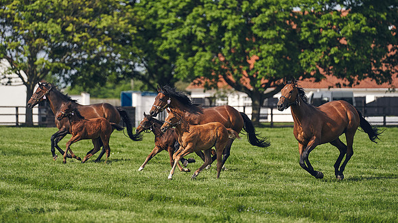 The-National-Stud-Dominic-James_DJ_5392