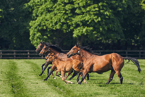 The-National-Stud-Dominic-James_DJ_5405
