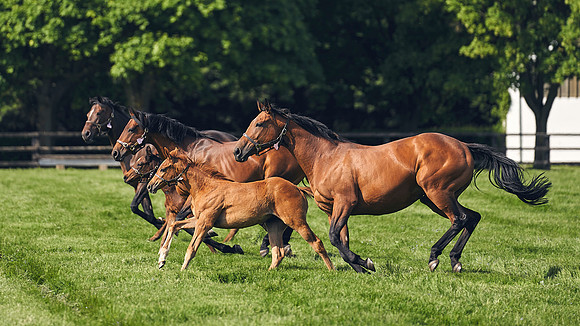 The-National-Stud-Dominic-James_DJ_5403
