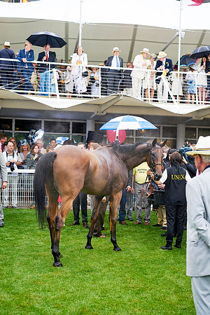 Qatar Goodwood Festival