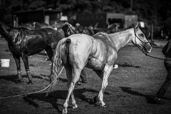 Veuve Clicquot Gold Cup 2013