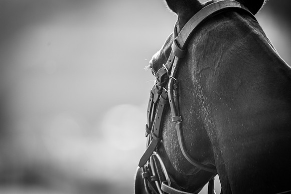 Veuve Clicquot Gold Cup 2013