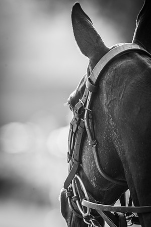 Veuve Clicquot Gold Cup 2013