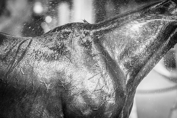 Veuve Clicquot Gold Cup 2013