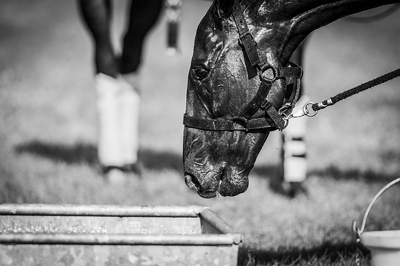 Veuve Clicquot Gold Cup 2013