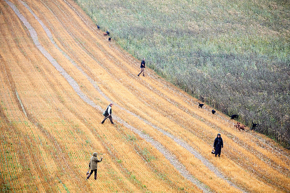 Goodwood Estate partridge shoot