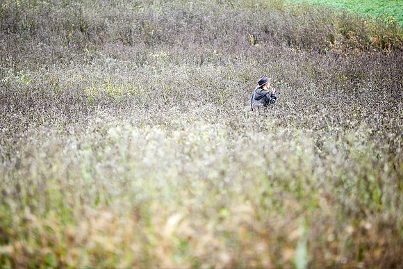 Goodwood Estate partridge shoot