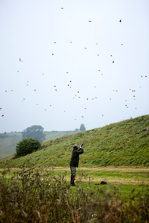 Goodwood Estate partridge shoot